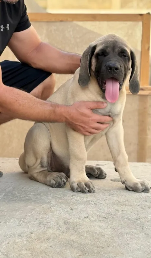 Mastiff englais 