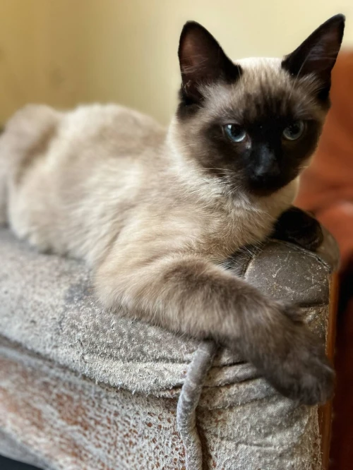 petit chaton siamois de 4 mois 