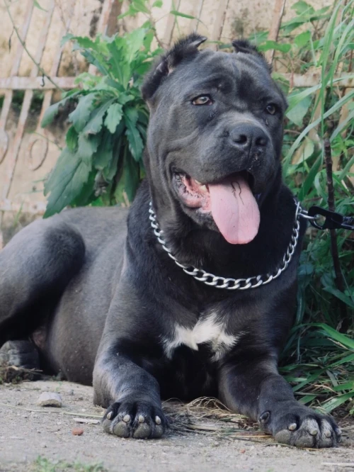 Disponible une très belle femelle Cani corso