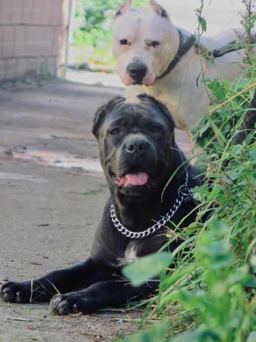Disponible une très belle femelle Cani corso