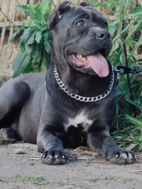 Disponible une très belle femelle Cani corso