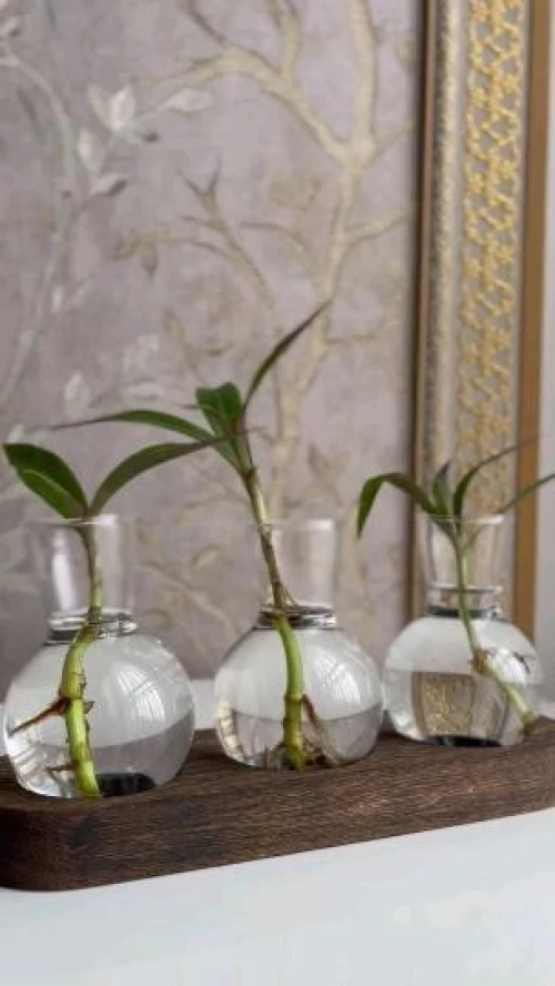 Vase pour plante Hydroponique très classe