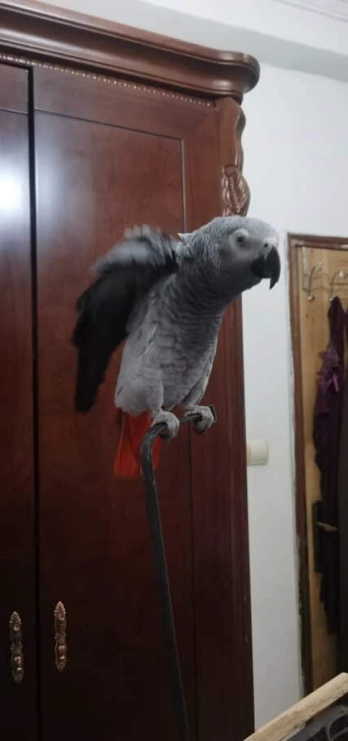 perroquet gabonaisa