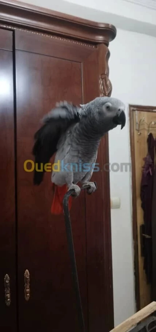 perroquet gabonaisa