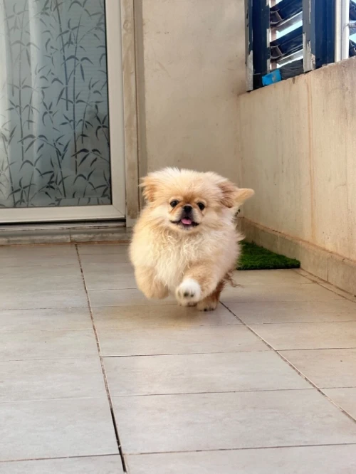 Chiots Pekinois toy 