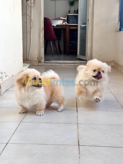 Chiots Pekinois toy 