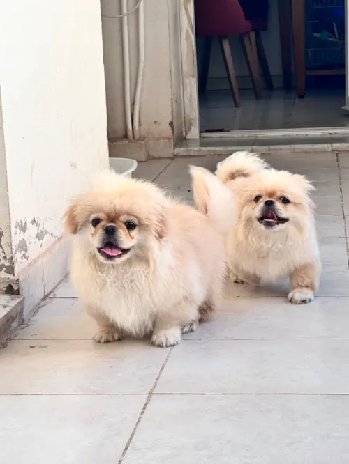 Chiots Pekinois toy 