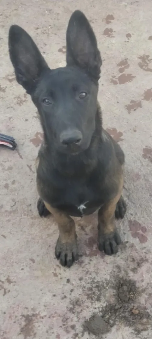 Malinois 