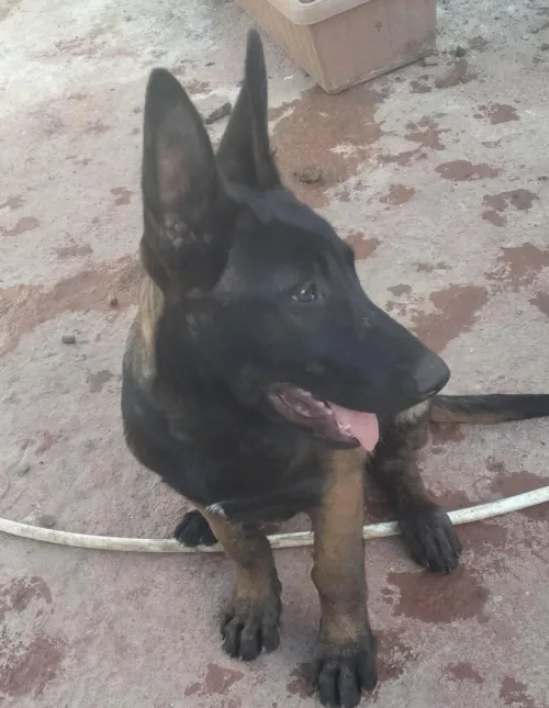 Malinois 