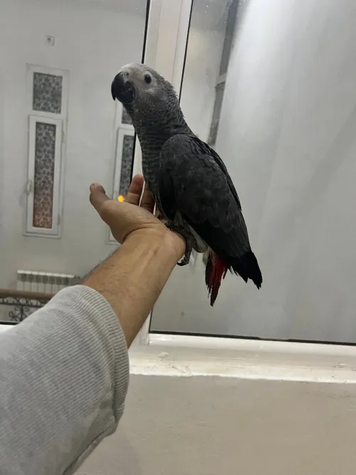 perroquet gabonée deux mois (فرخ )