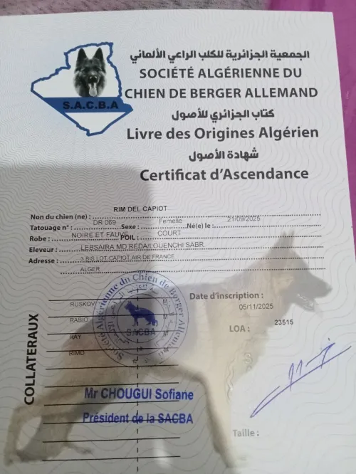 Berger Allemand