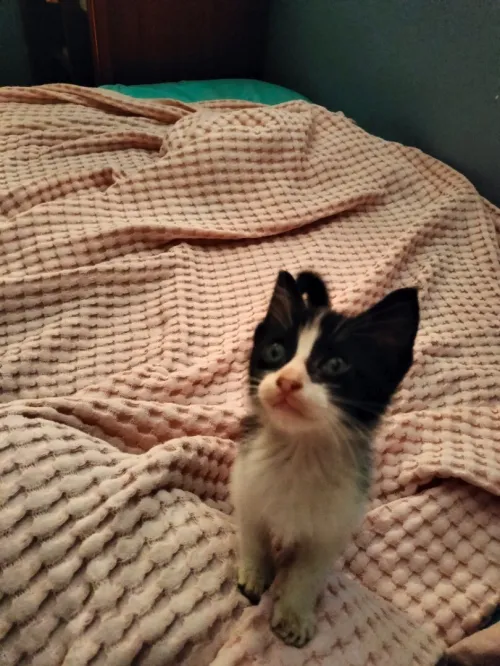 Adoption chaton câlin et sociable