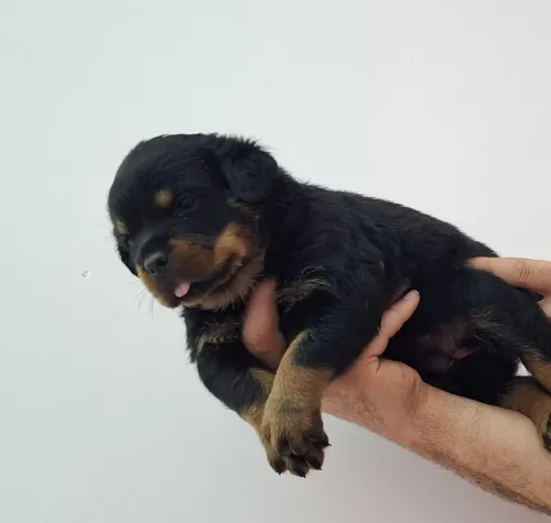 Des chiens Rottweiler sarbi