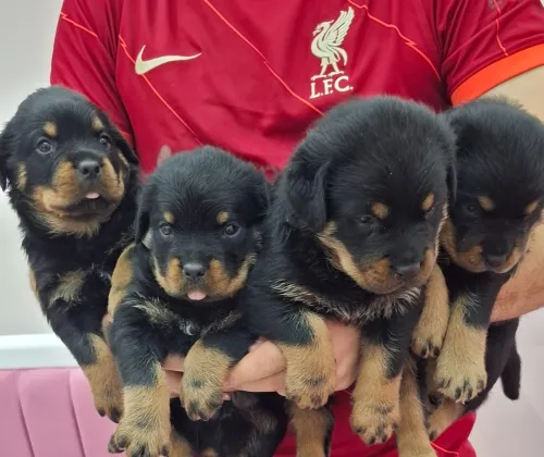 Des chiens Rottweiler sarbi