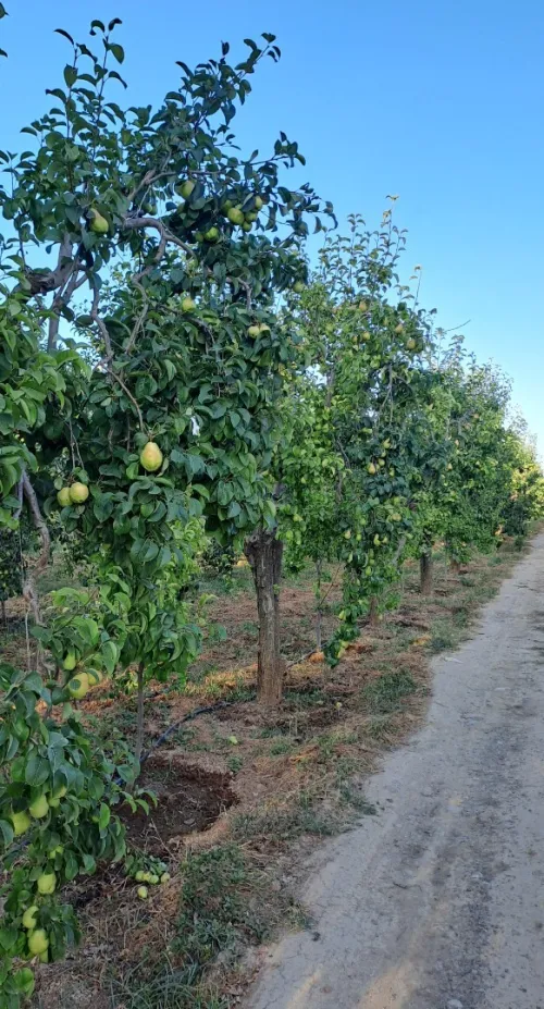 Recolte de poire à vendre