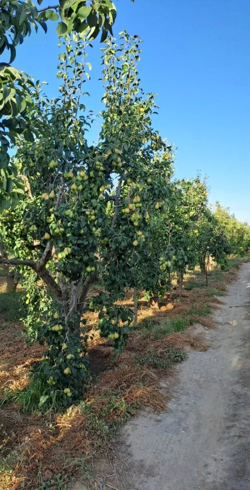 Recolte de poire à vendre