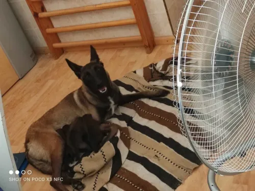 chiot malinois
