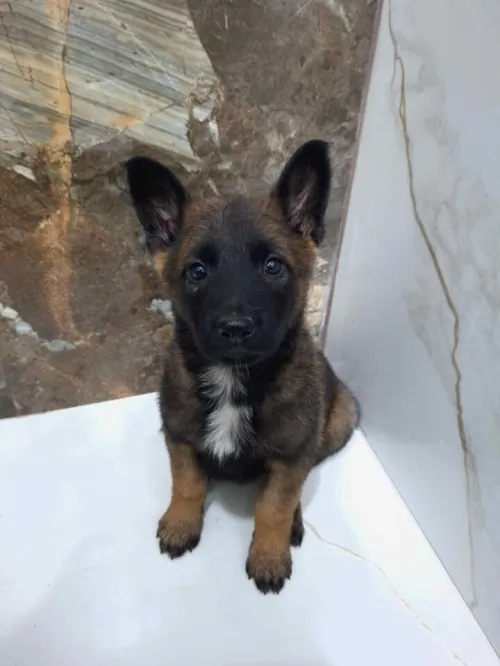 chiot malinois