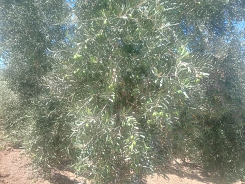 Vente Terrain Agricole Tlemcen Sebaa chioukh