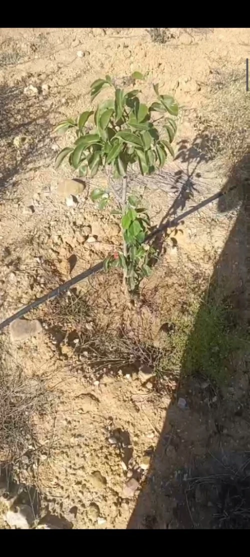Vente Terrain Agricole Skikda Azzaba