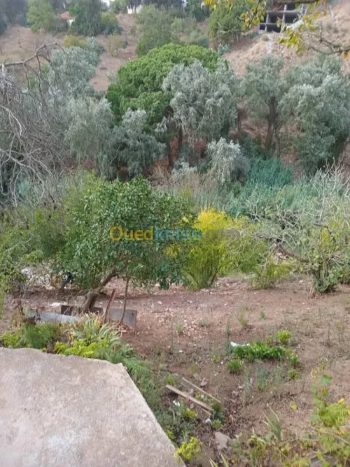 Vente Terrain Alger Bouzareah