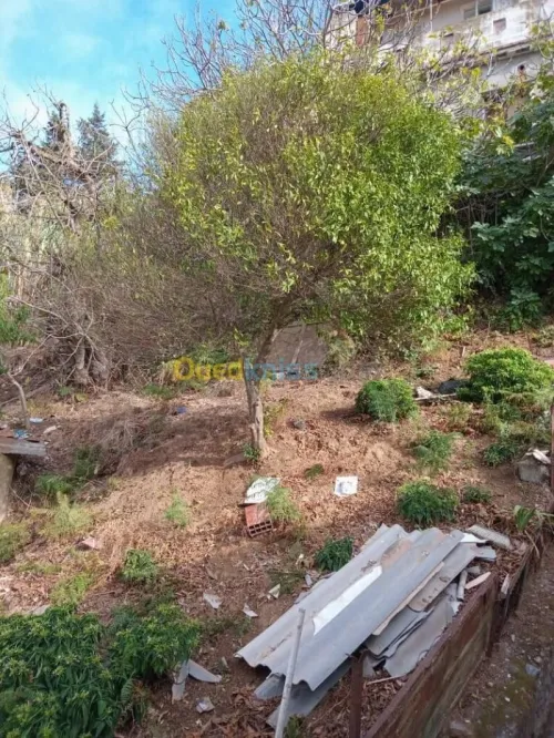 Vente Terrain Alger Bouzareah