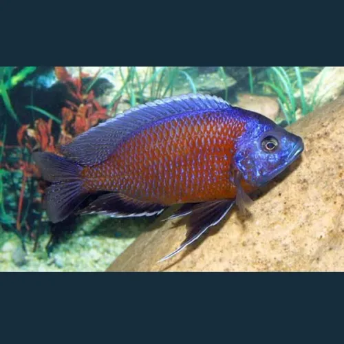 Poisson kadongo