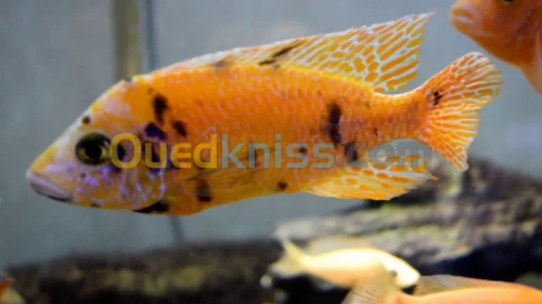 Poisson ob 