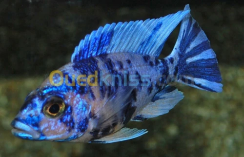 Poisson ob
