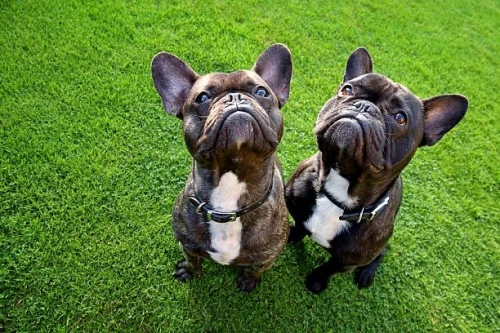 Bouledogue Français de pure race