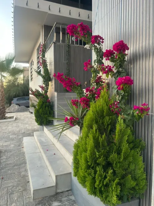 Vente Appartement F3 Aïn Témouchent Bou zedjar