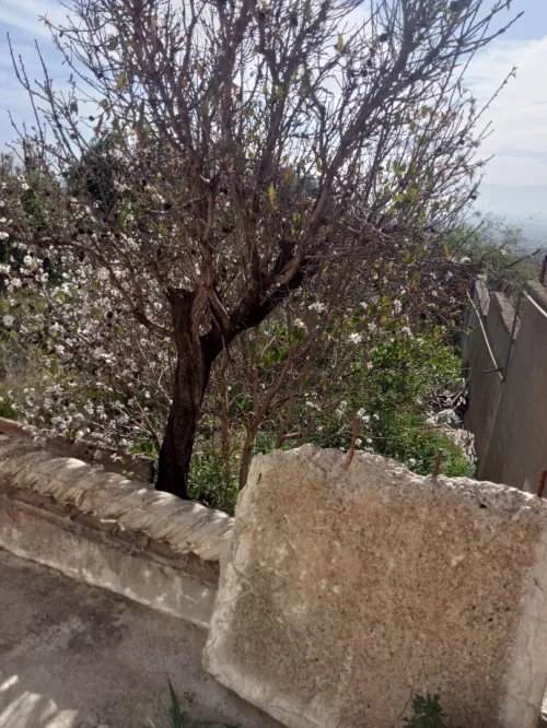 Vente Villa Alger Saoula
