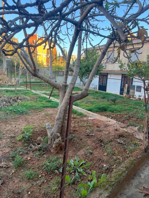Location Villa Alger Saoula
