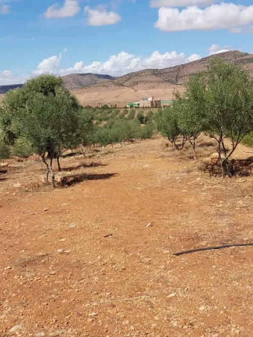 Vente Terrain Agricole Batna Batna