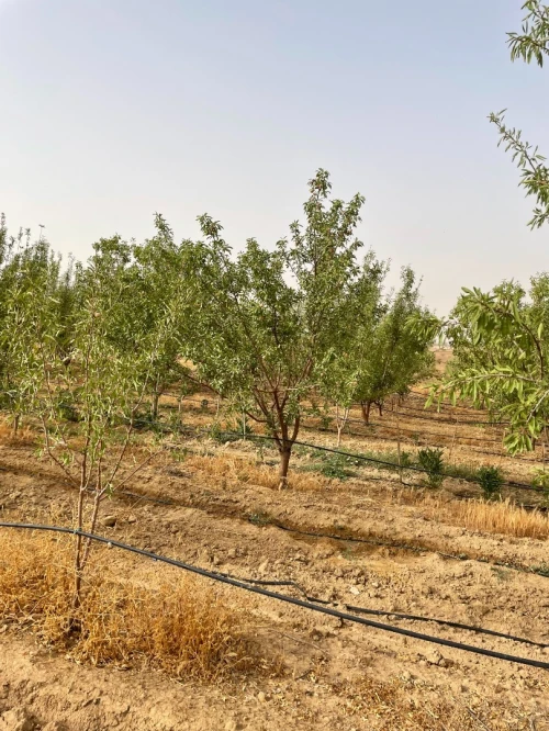 Vente Terrain Agricole Tlemcen Sidi abdelli