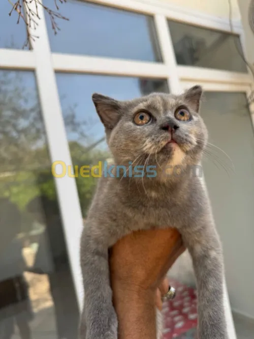 British shorthair 