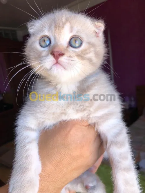 Scottish fold & british shorthair 