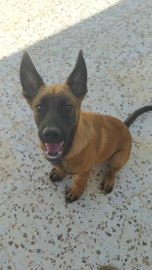 malinois 