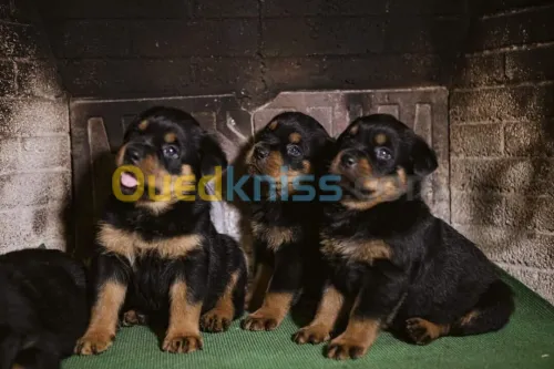 Rottweiler serbie