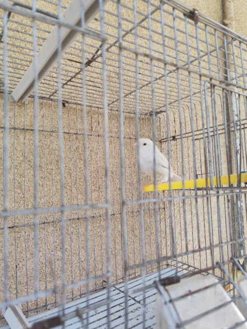 Canari satiné