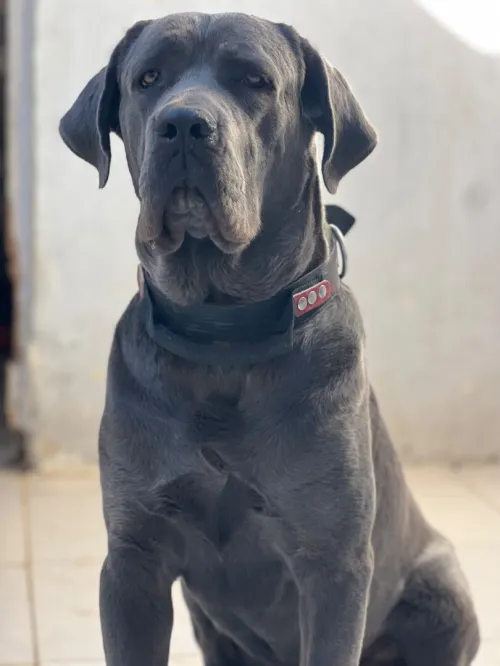 Cane corso
