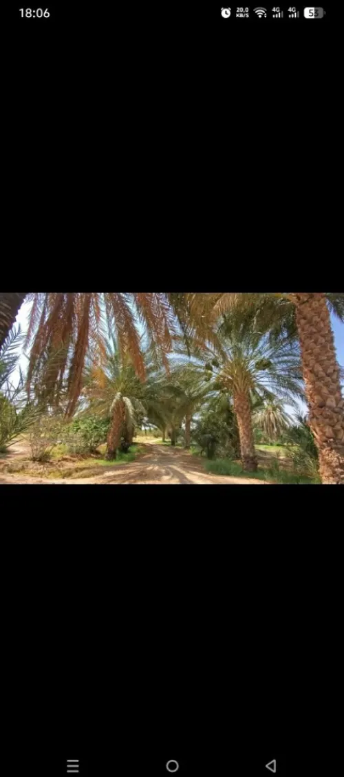 Vente Terrain Agricole Biskra Sidi okba