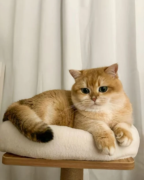 Garde chat