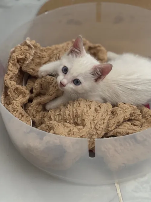 Très jolie chaton blanc yeux bleu à DONNER !