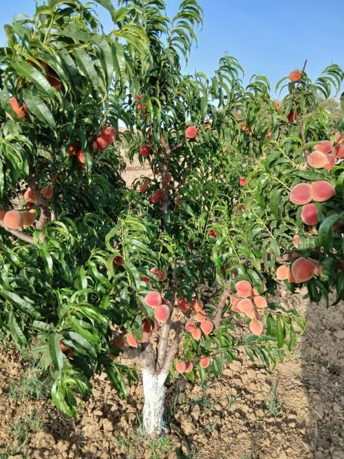 Vente Terrain Agricole Tlemcen Amieur