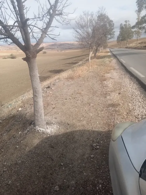 Vente Terrain Agricole Tlemcen Bensekrane