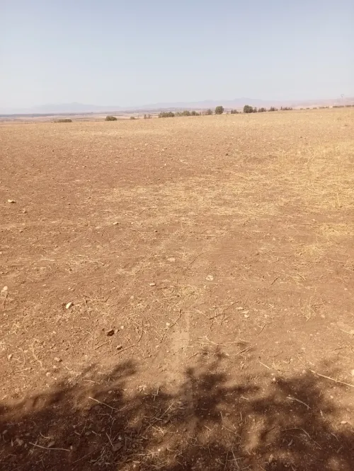 Vente Terrain Agricole Tlemcen Amieur