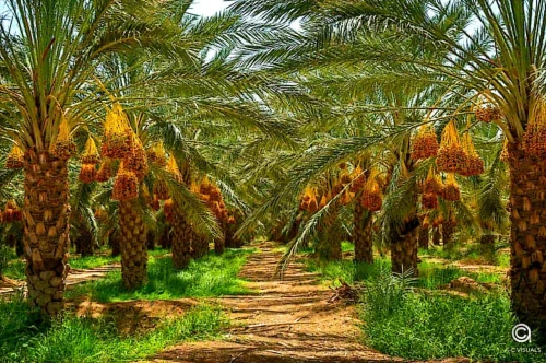 Vente Terrain Agricole Biskra Biskra