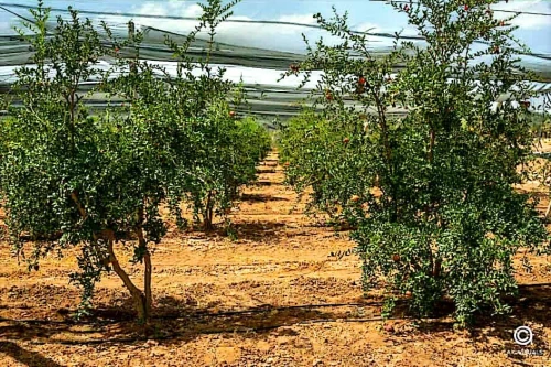 Vente Terrain Agricole Biskra Biskra