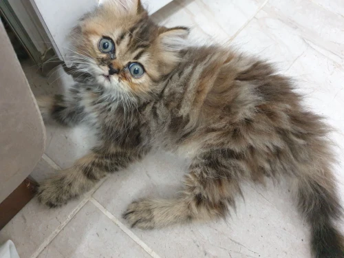 Vente de chat persan